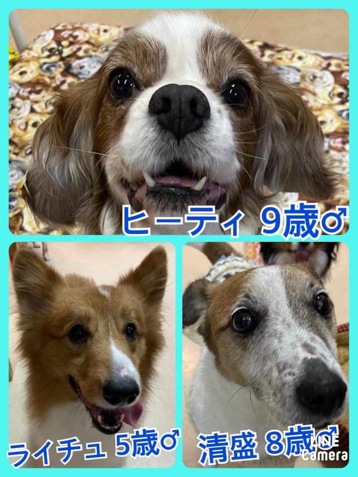 🐾今日の里親様募集中ワンコ🐶メンバーです🐾2021,2,19